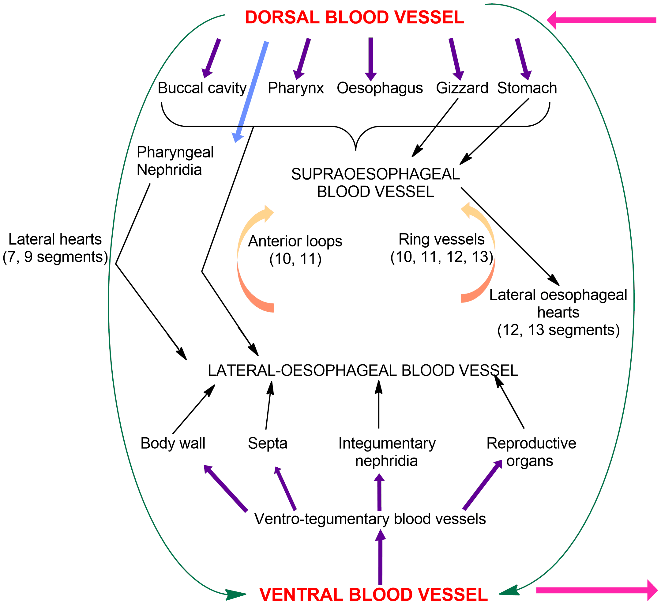 Earthworm cirulatory system, earthworm blood vessels, dorsal blood vessel, ventral blood vessel, latero-oesophageal, supra oesophageal, lateral hearts